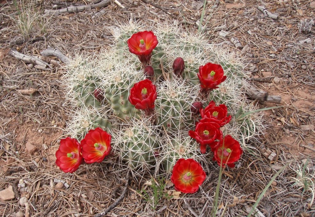 Red flowered Claretcup Cactus in Capitol Reef National Park