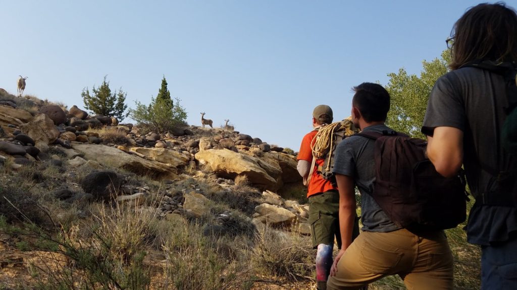 Hikers looking at desert bighorn sheep in Capitol Reef National Park