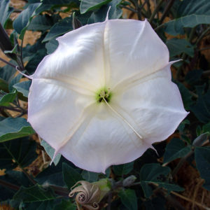 Sacred Datura bloom shot near Moab, Utah.