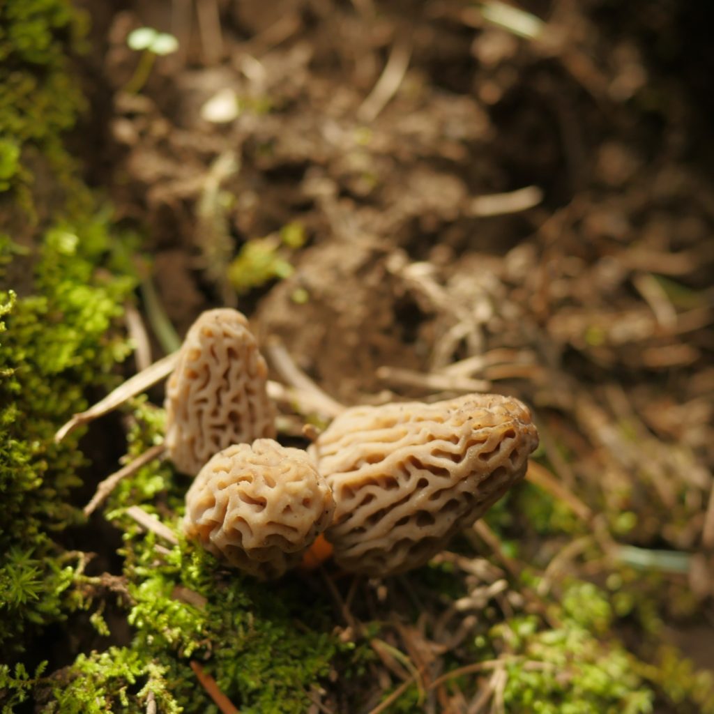Morel mushrooms at Kamiak Butte