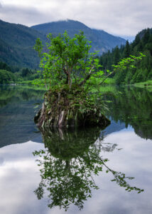 Plant growing on stump in a mountain lake