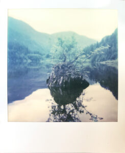 Plant growing on stump in a mountain lake