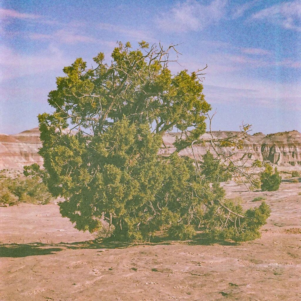 Juniper tree growing out of rock.
