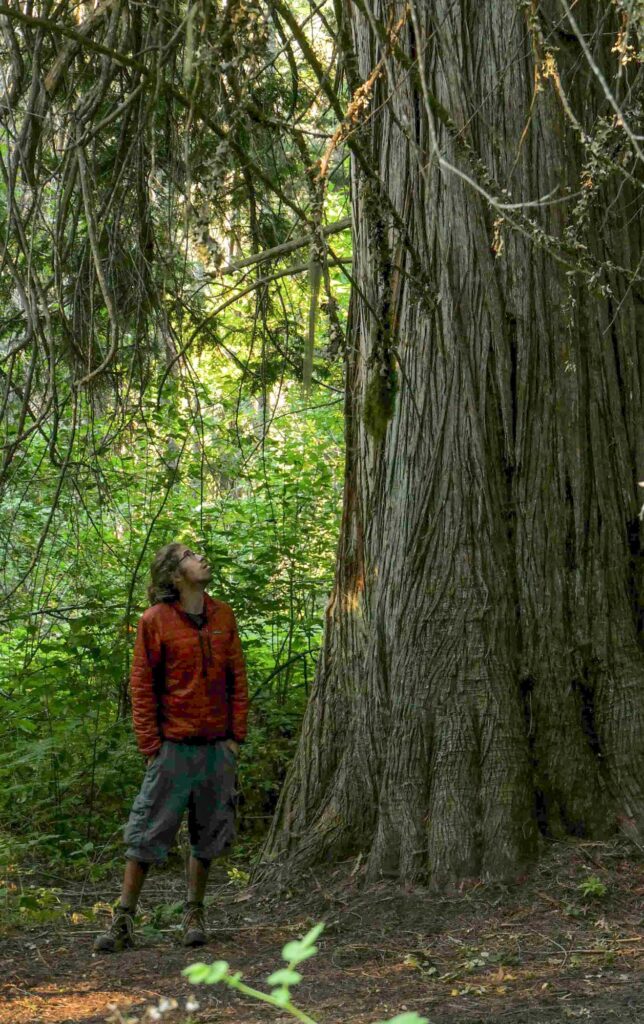 Bret looking at Cedar Tree