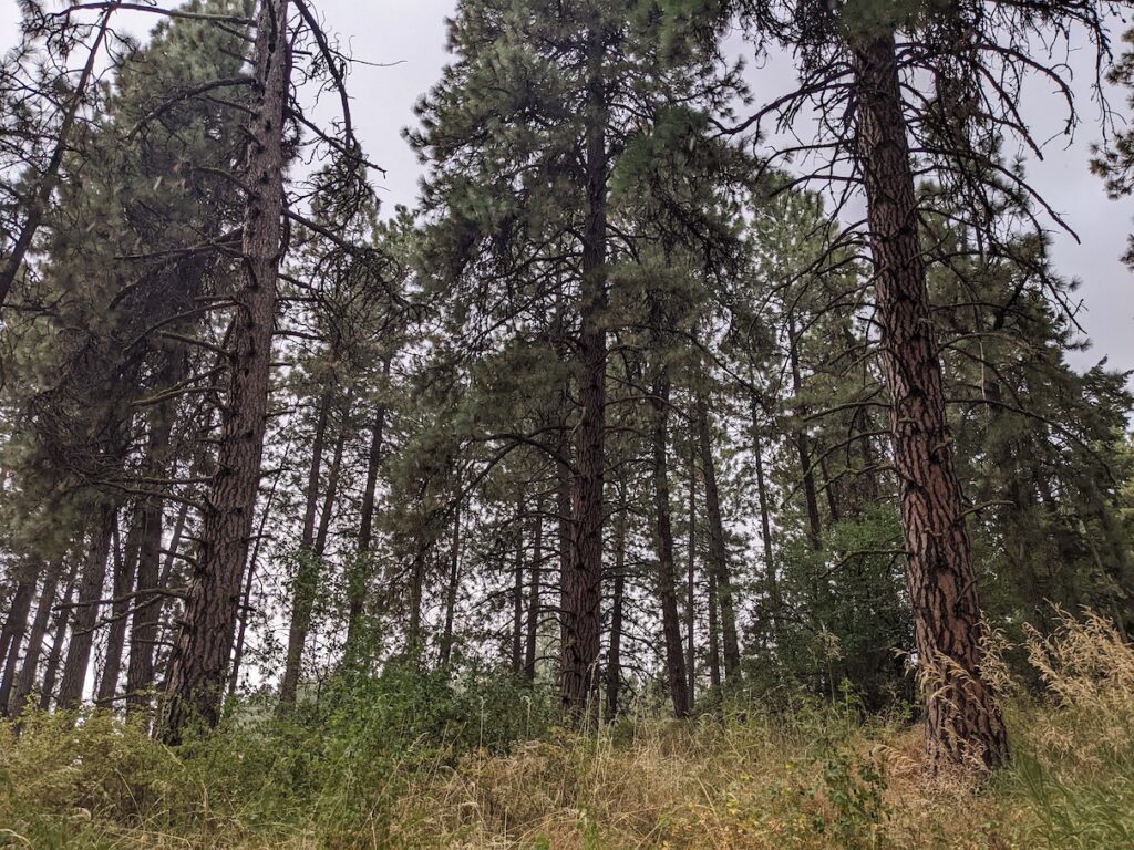 Towering trees from below