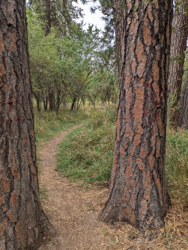 Path through Ponderosa trees