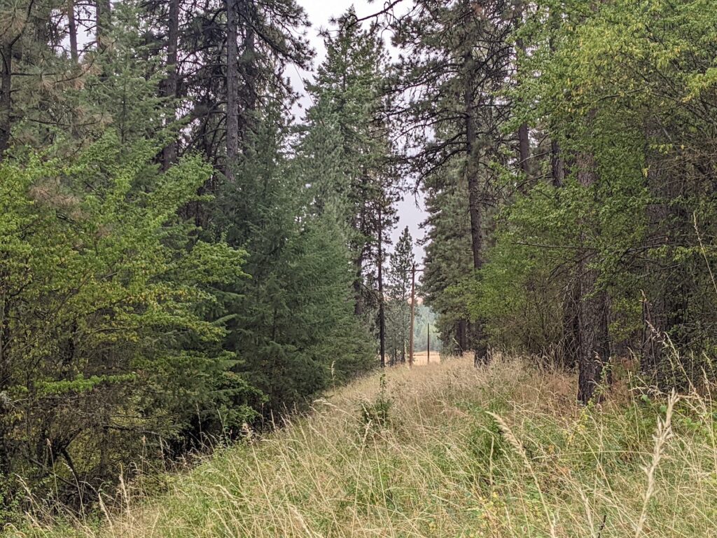 Trees and dying grass in the fall