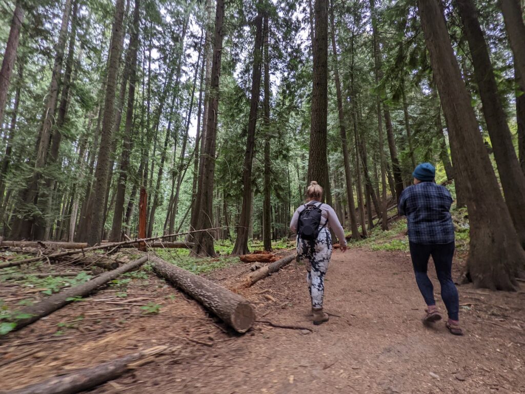people walking in cedar woods